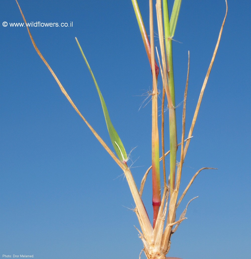 Eragrostis palmeri